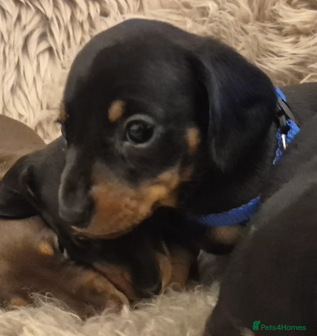 Miniature Dachshund dogs for sale: Adorable KC Pedigree Miniature Dachshund Puppies - Advert 17