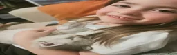 Ragdoll cats for sale: 6 beautiful floofballs 1 flame 5 bluepoint   - Advert 8
