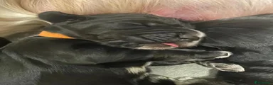Cocker Spaniel 3