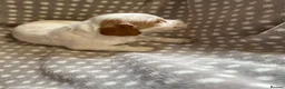 Cocker Spaniel dogs for sale: Working cocker spaniel puppies  - Advert 14