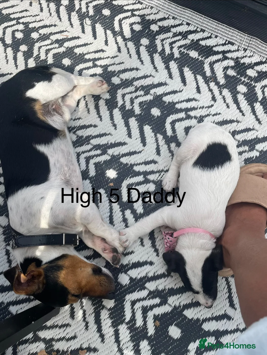 Jack Russell dogs for stud: Tri Coloured Jack Russell  - Advert 2