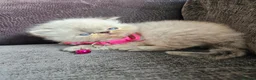 Persian cats for sale: Stunning Top Quality Persian Kittens  - Advert 12