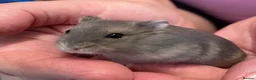 Hamster rodents for sale: Baby Winter White Russian hamsters (pure bred). - Advert 20