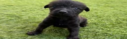 Mixed Breed dogs for sale: Bedlington whippet in Bradford - Advert 20