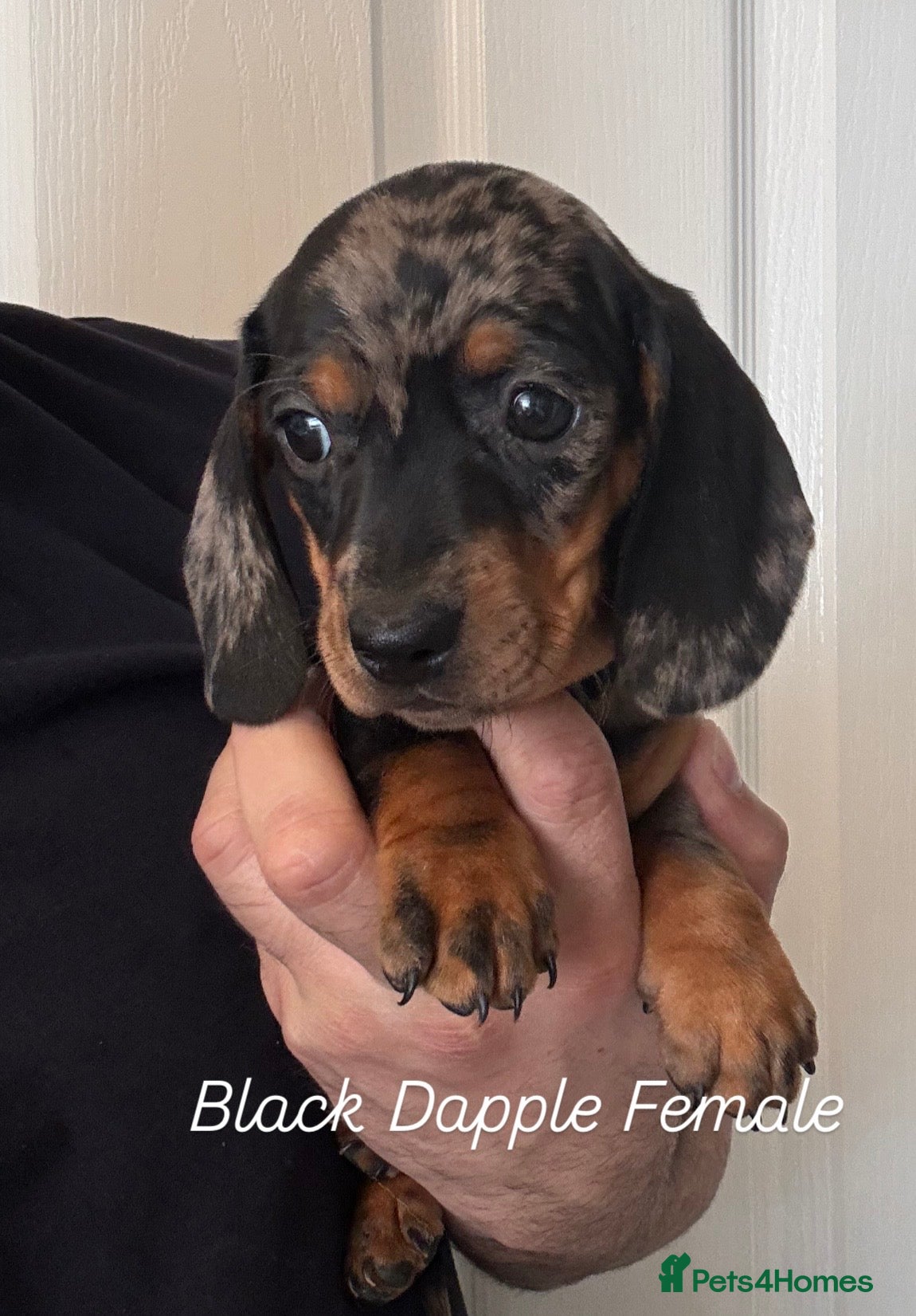 Miniature Dachshund dogs Ministure dachshund  - Advert 8