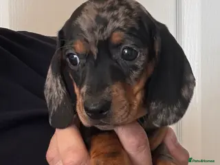 Miniature Dachshund dogs Ministure dachshund - Advert 8