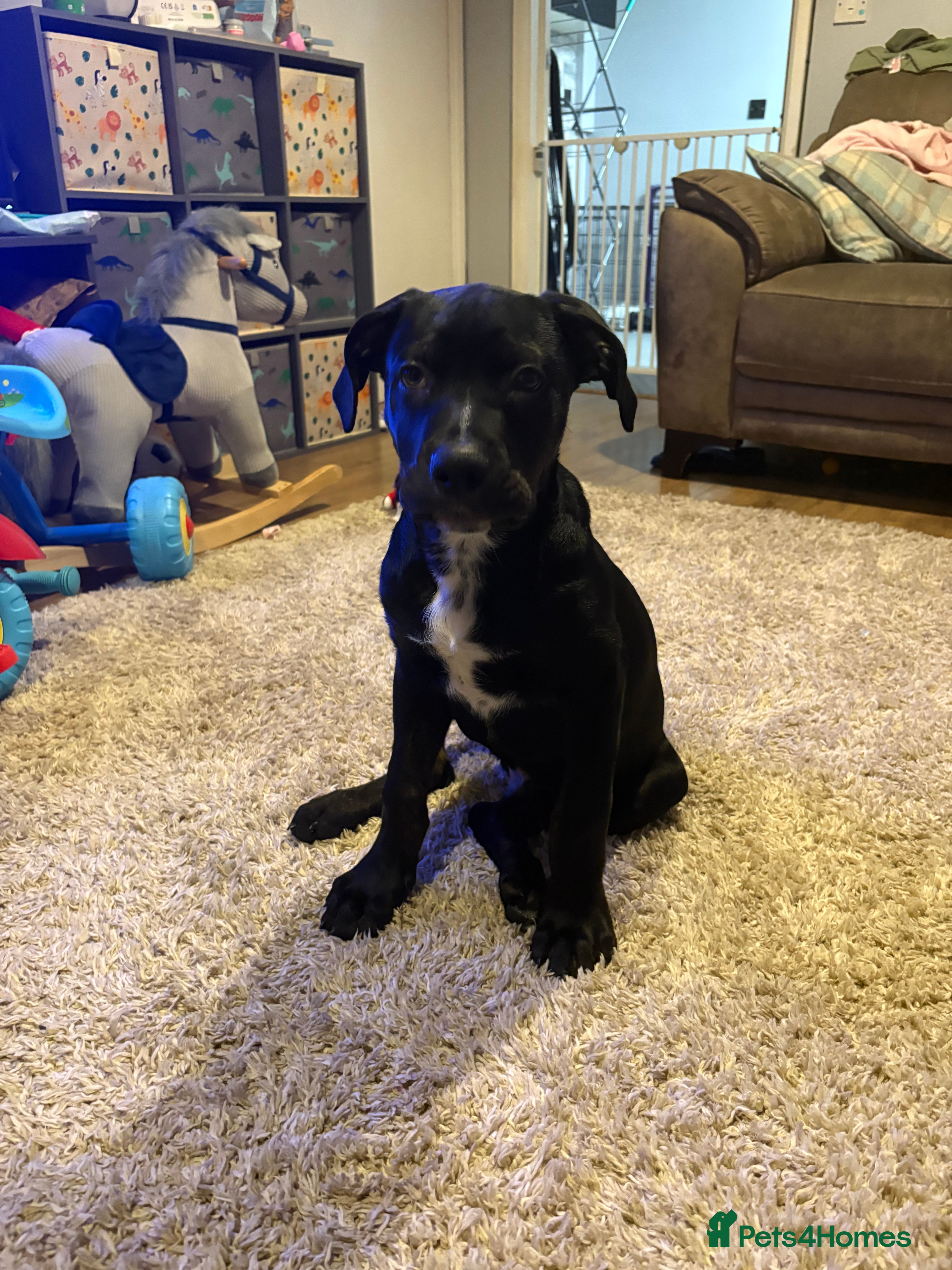 Mixed Breed dogs Buck! Rotti cross  - Advert 1