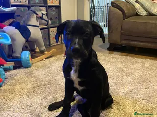 Mixed Breed dogs Buck! Rotti cross - Advert 3