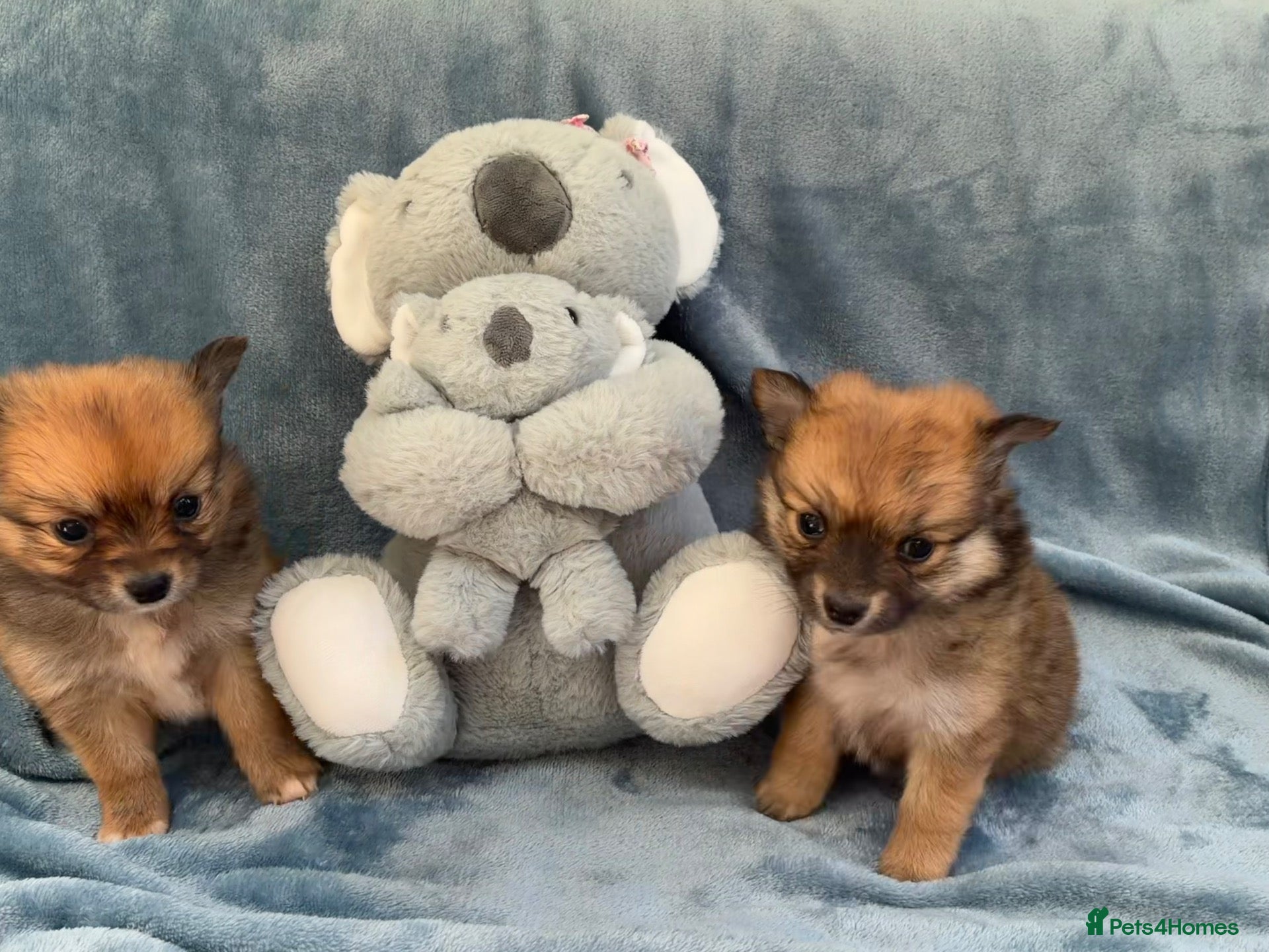 Pomeranian dogs for sale: Beautiful Pomeranian puppies - Advert 12
