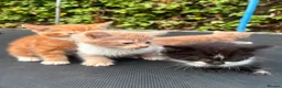 Mixed Breed cats for sale: 3 nice kittens for sale - Advert 6