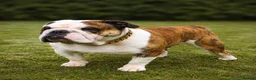 English Bulldog dogs for stud: TYSON - PROVEN KC REG STUD - Advert 3