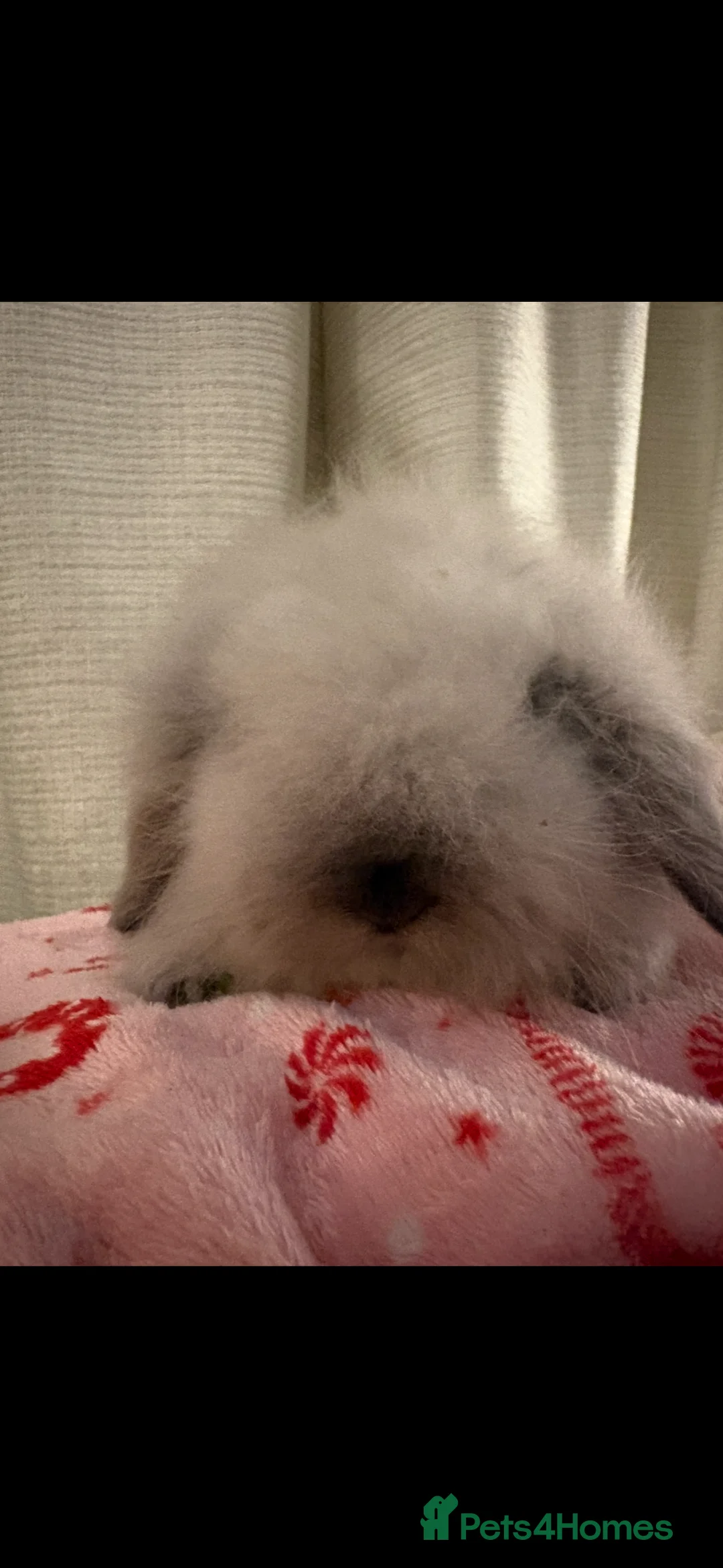 Mini Lion Lop rabbits for sale: Gorgeous Fluffy Double Mane mini lion lop bunny’s  - Advert 2