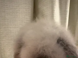 Mini Lion Lop rabbits Gorgeous Fluffy Double Mane mini lion lop bunny’s - Advert 16