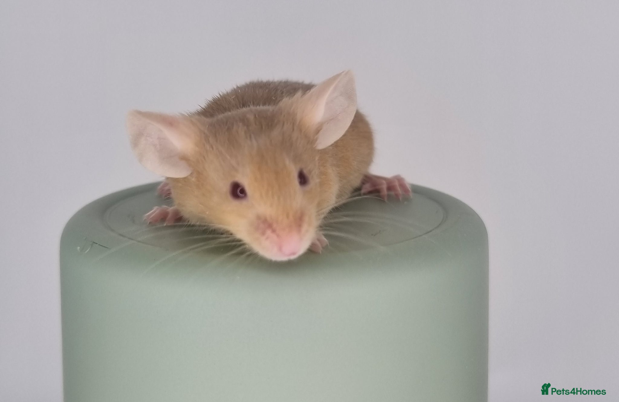 Mouse rodents Fancy Mice 🐭 - Advert 2