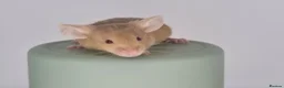 Mouse rodents for sale: Fancy Mice 🐭 - Advert 2
