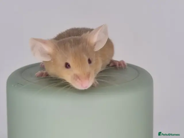 Mouse rodents Fancy Mice 🐭 - Advert 2
