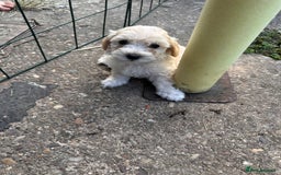 Maltipoo dogs for sale: Toy f1 maltipoos health tested champagne coloured  - Image 5