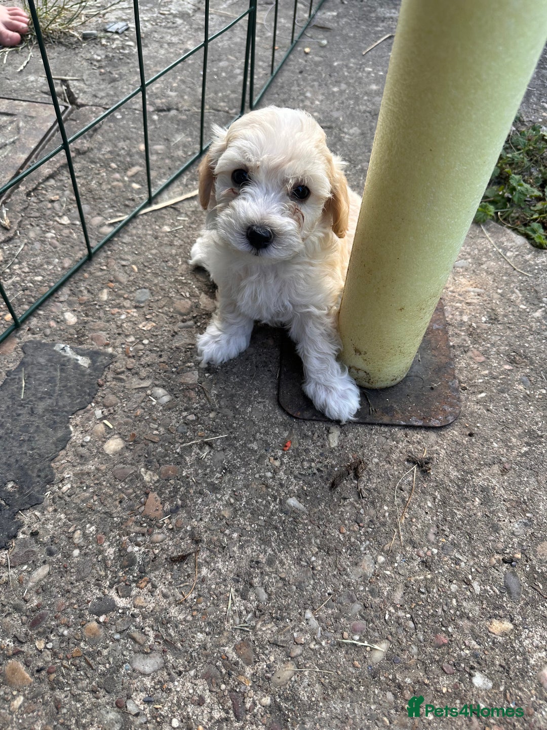 Maltipoo dogs for sale: Toy f1 maltipoos health tested champagne coloured  - Image 5
