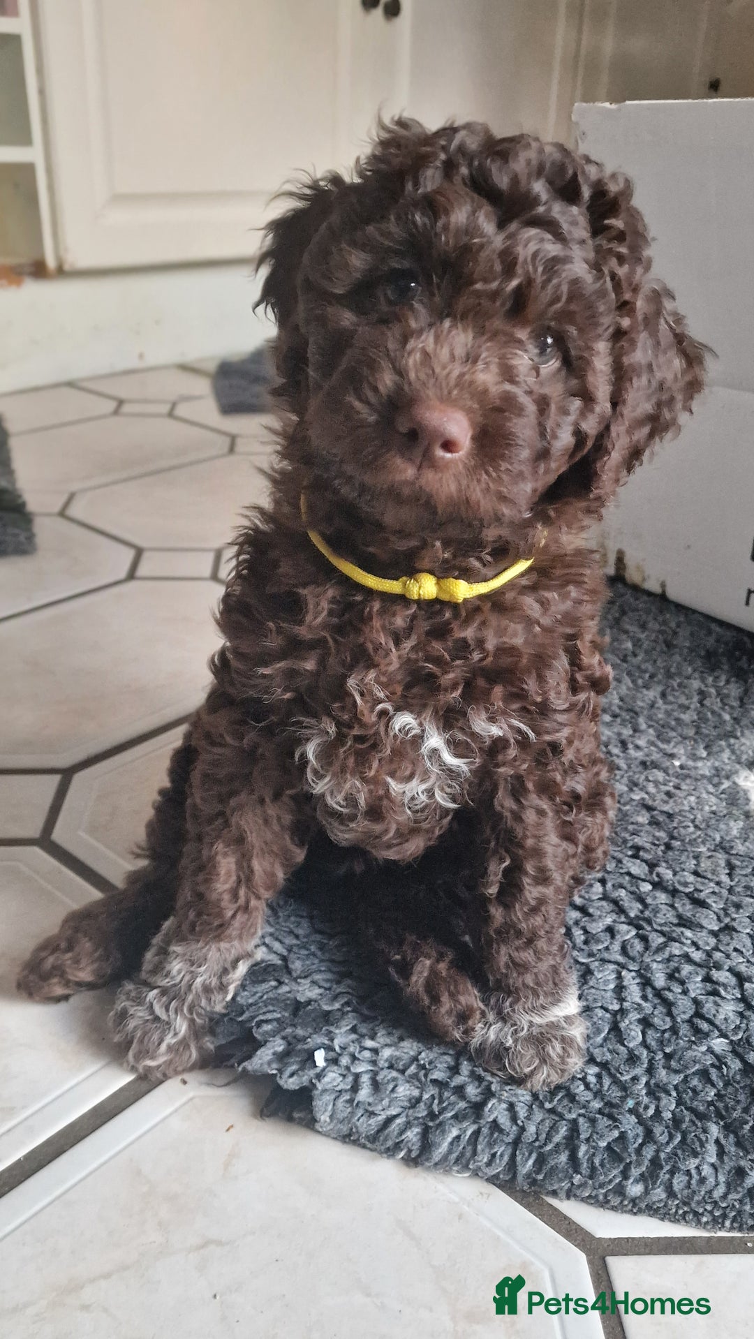 Lagotto Romagnolo dogs for sale: Beautiful Lagotto Romagnolo puppies, KC reg - Image 5