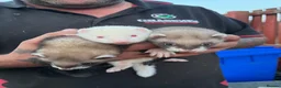 Ferret rodents for sale: Male young ferrets - Advert 4