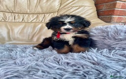 Bernese Mountain Dog dogs for sale: Stunning girls and boys  - Image 2