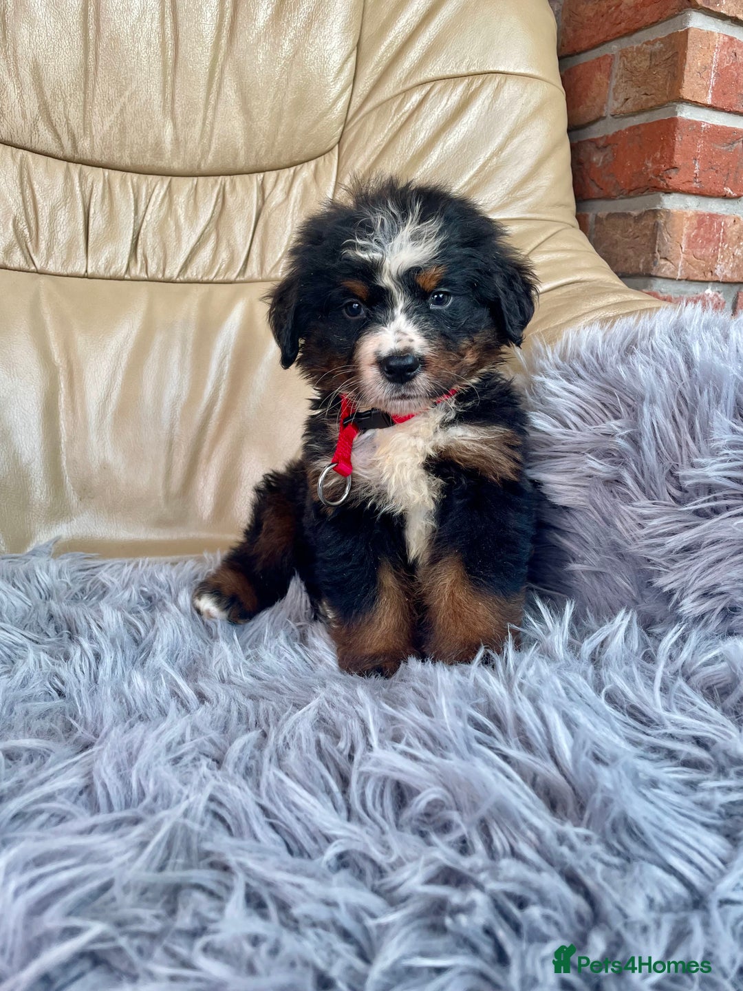Bernese Mountain Dog dogs for sale: Stunning girls and boys  - Image 2