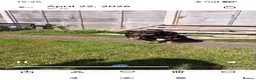 Mixed Breed dogs for sale: Dachshund x Rottweiler  - Advert 11