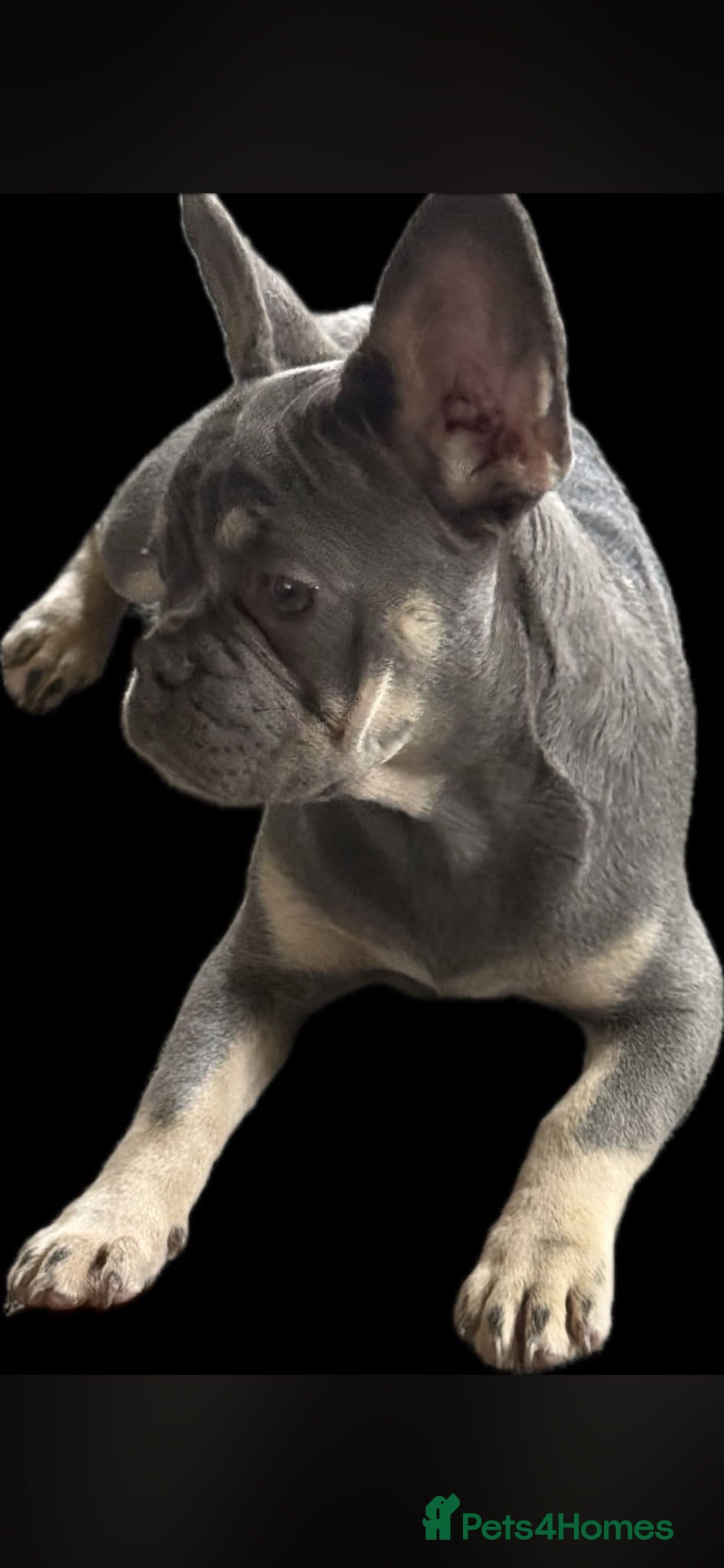 French Bulldog dogs French bull dog puppies - Advert 4