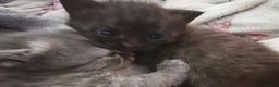 Russian Blue cats for sale: Stunning Russian blue kittens  - Advert 9