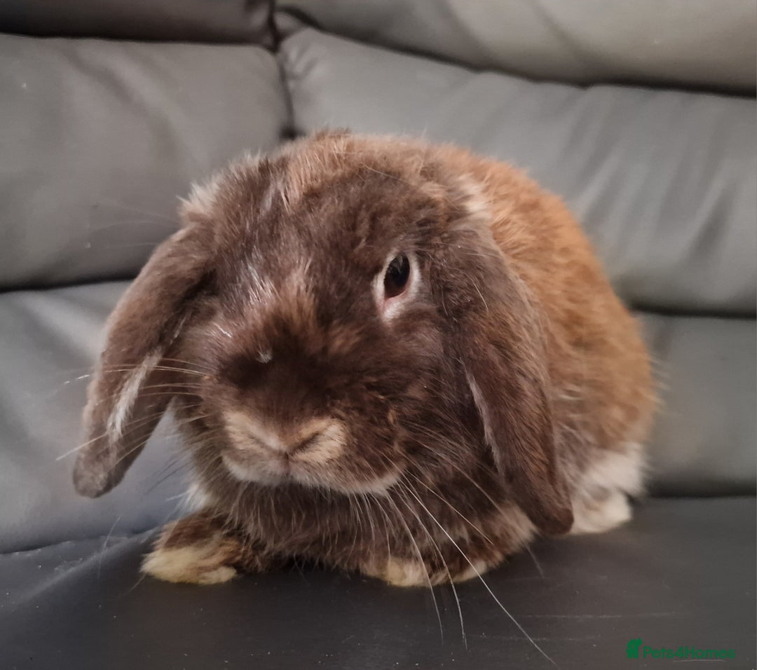 Mini Lop rabbits for sale: Looking for a husbun - Image 2