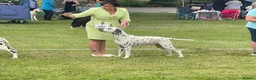 Dalmatian dogs for stud: Stud dog available  in Mountain Ash - Advert 3