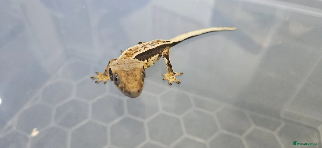 Gecko reptiles for sale: 🔥🔥❤️ Crested Geckos ❤️🔥🔥 - Advert 11