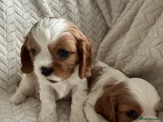 Cavalier King Charles Spaniel dogs Beautiful cavalier puppy’s - Advert 7