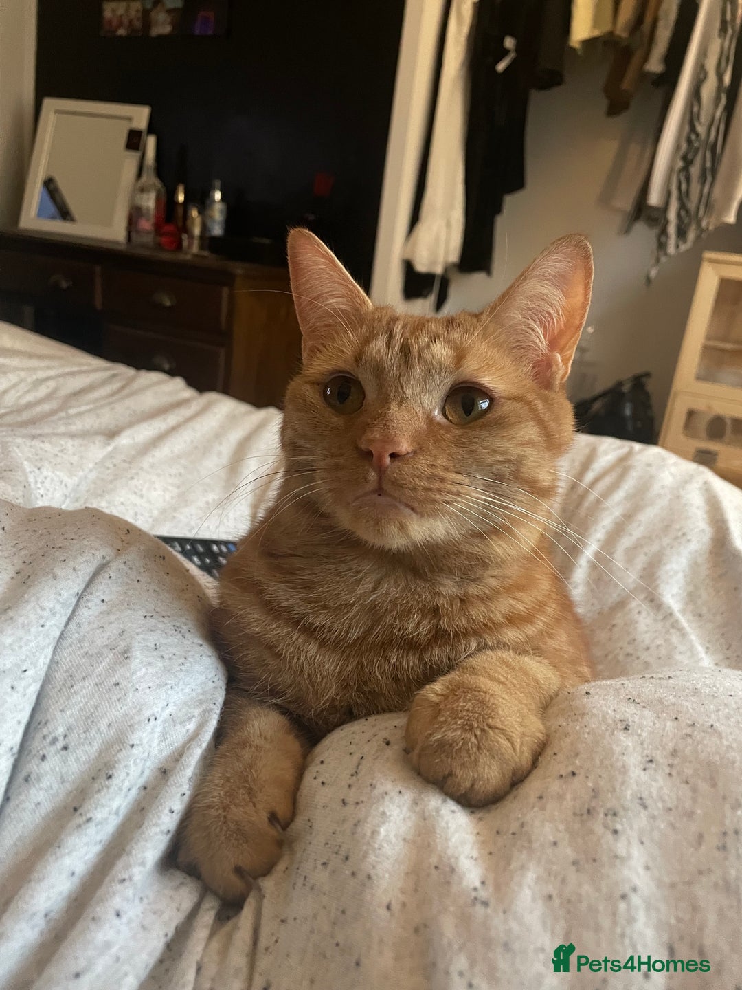 Mixed Breed cats for sale: 🐈ODIE🐈 - Image 3