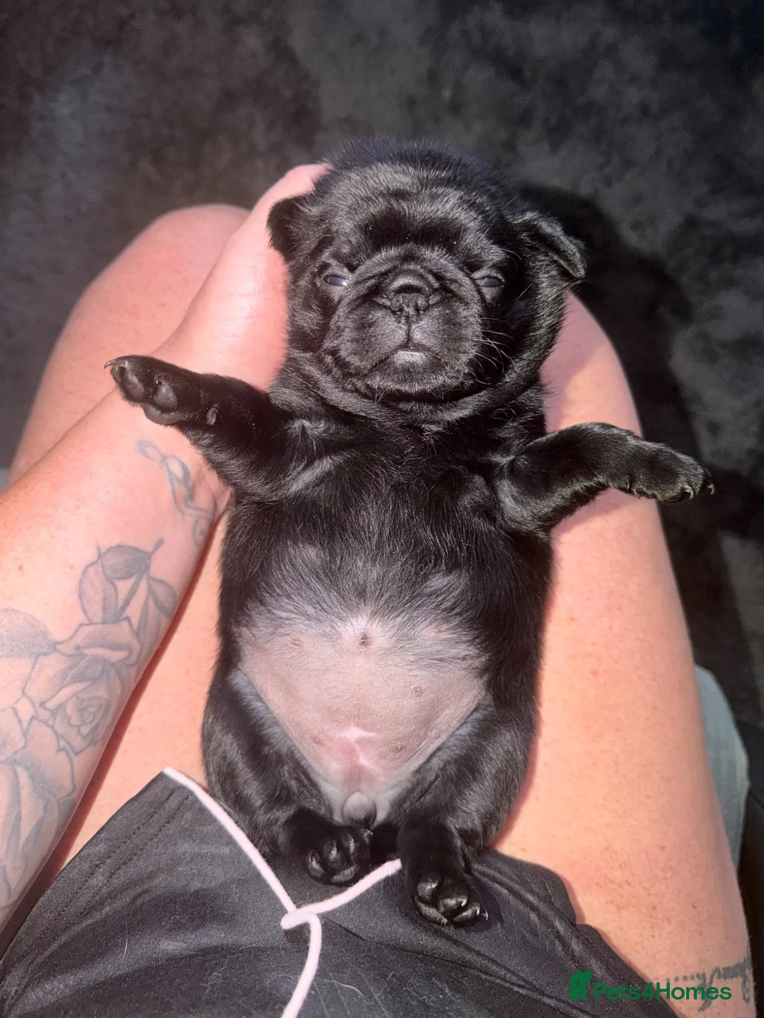 Pug dogs for sale: PUGS X2 Females, black, GORGEOUS! Ready 6th Aug! - Advert 2