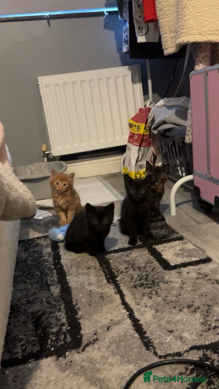 Mixed Breed cats Kittens for sale - read description for prices.  - Advert 5