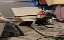 Mixed Breed cats for sale: Kittens for sale - read description for prices.  - Image 1