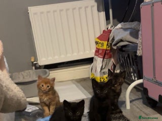 Mixed Breed cats - Advert 18