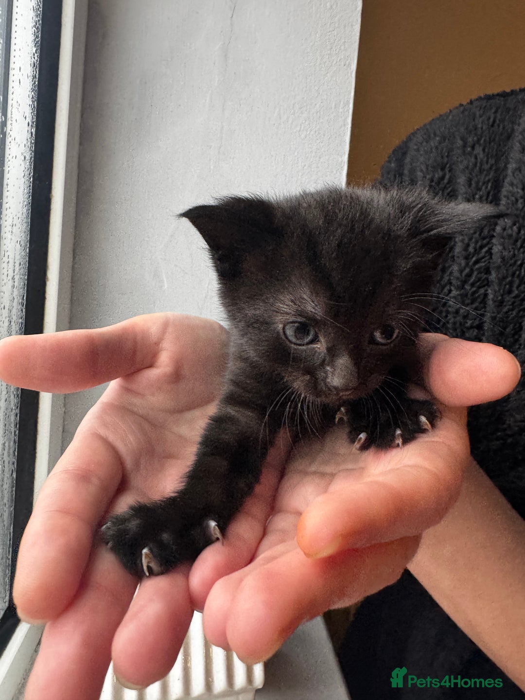 Mixed Breed cats for sale: Bombay cat  - Advert 10