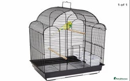 Lovebirds birds for sale: Beautiful lovebirds for sale. - Image 18