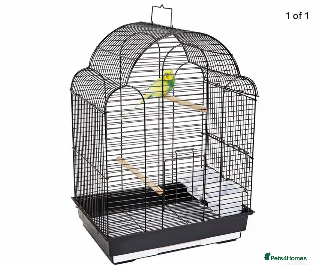 Lovebirds birds for sale: Beautiful lovebirds for sale. - Image 18