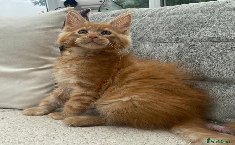 Maine Coon cats - Advert 1