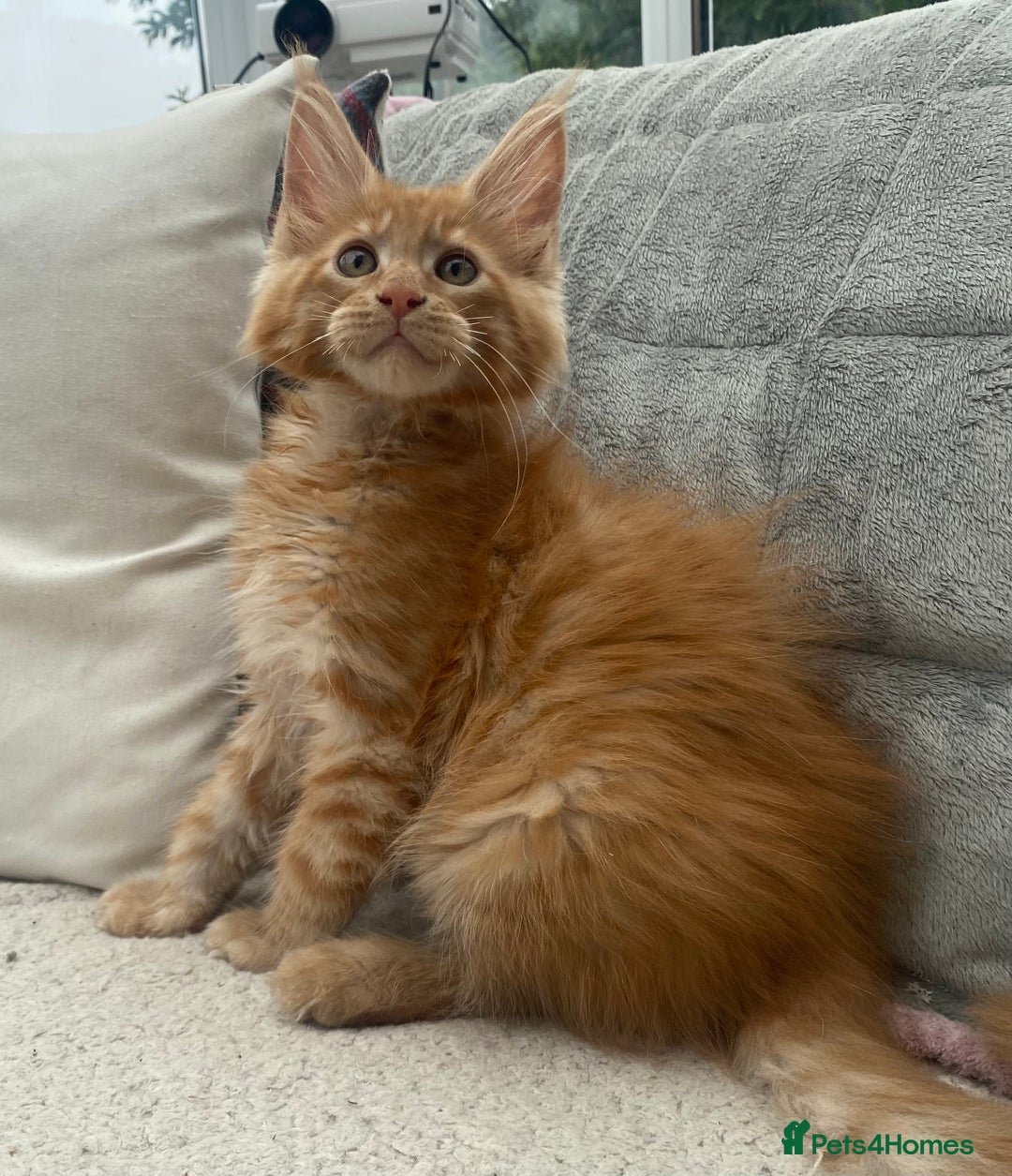 Maine Coon cats for sale: Registered Maine coon kittens  - Image 1