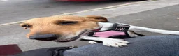 Mixed Breed dogs for adoption: ❤️🐶 MARLENE & 💙🐶 BOYCIE – TWO LITTLE SOULMATES in Lichfield - Advert 30