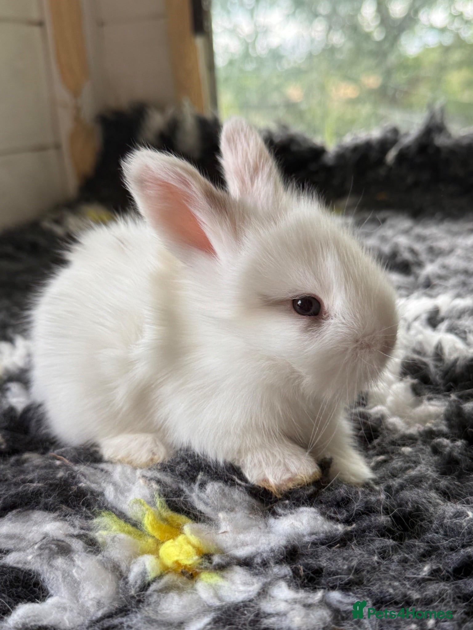 Angora rabbits Angora X bunny rabbits  - Advert 1