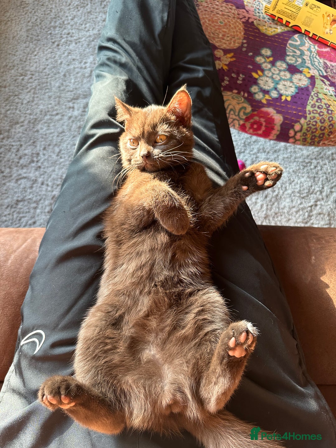 British Shorthair cats for sale: Chocolate British shorthair  in Manchester - Image 1