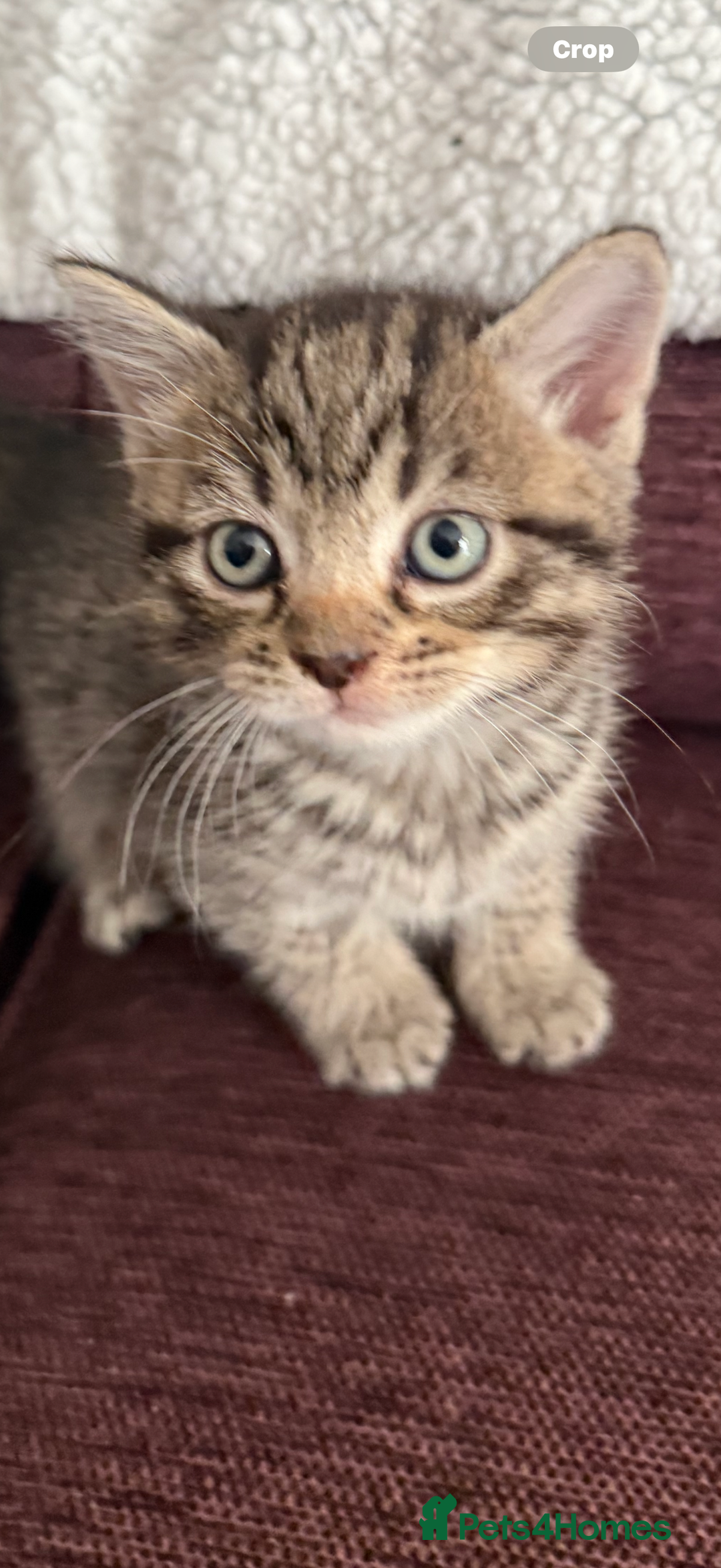 Mixed Breed cats for sale: 4 x Ragdoll mix kitten ready to leave 15/10/25 - Image 9