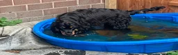 Cocker Spaniel dogs for sale: Show bred cocker spaniel - FOREVER HOME ONLY!  in Leeds - Advert 30