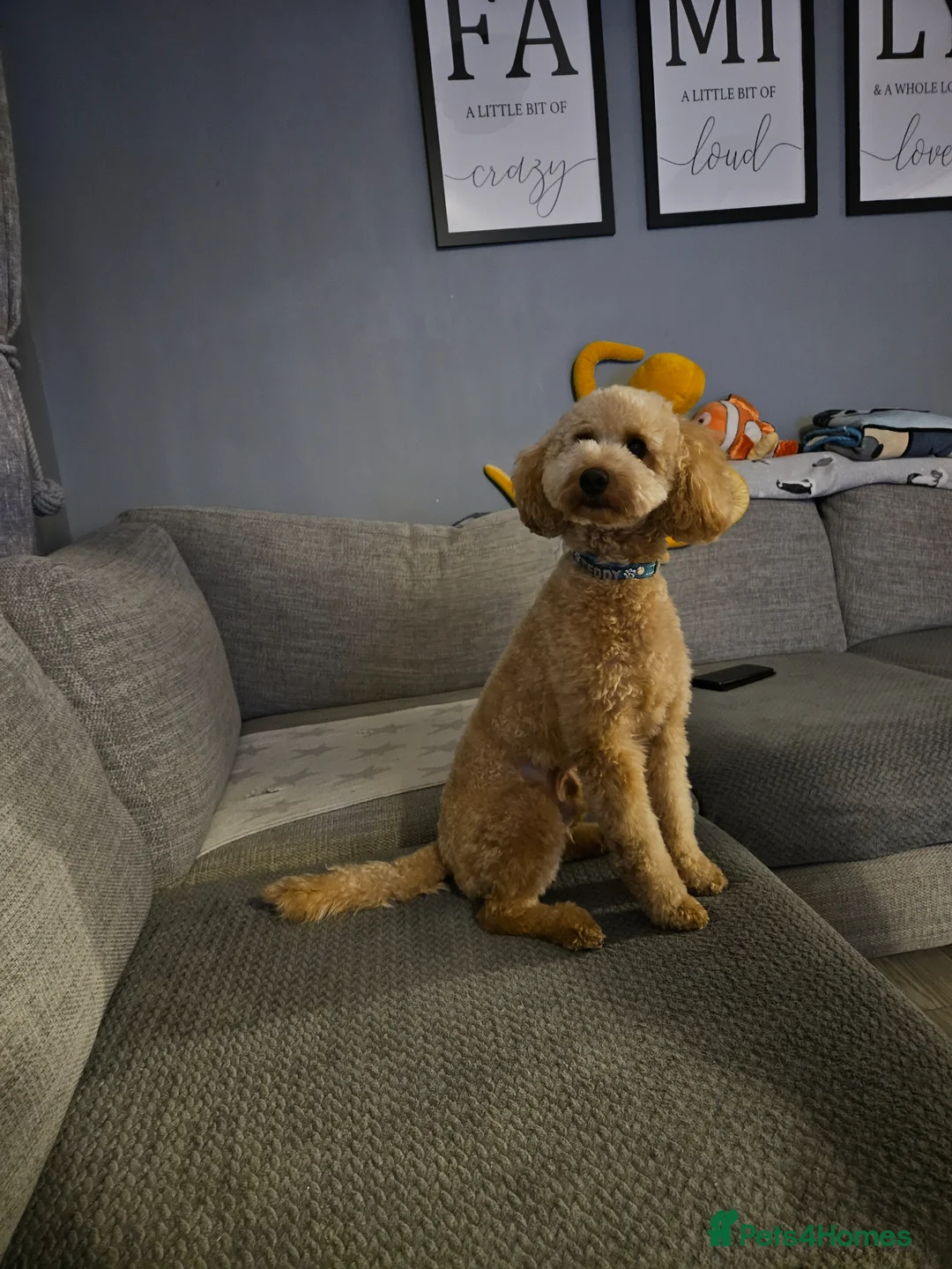 Miniature Poodle dogs for stud: Apricot Miniature Poodle for stud in South Shields - Advert 2