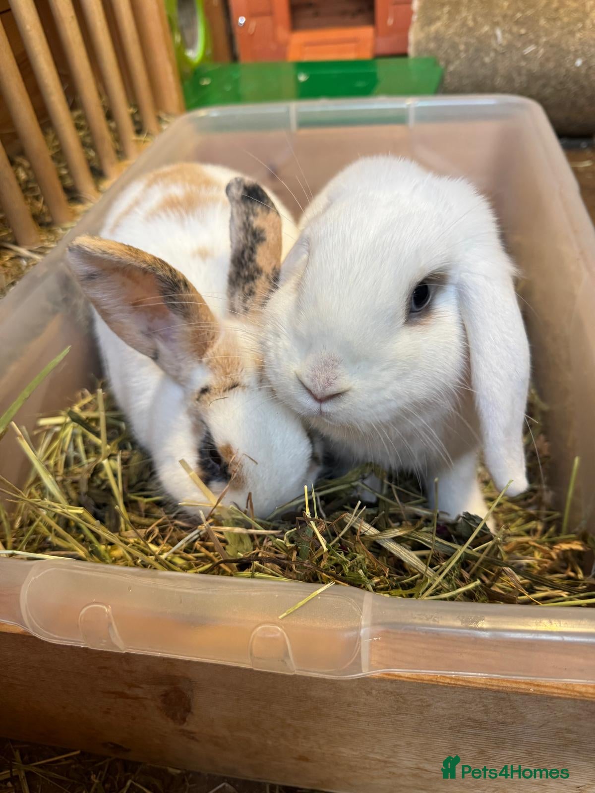 Dwarf Lop rabbits Bonded pair of beautiful girls - Advert 8